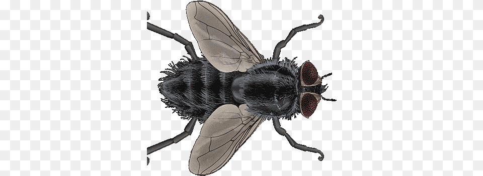 Fly Gif Insect, Animal, Invertebrate Free Png