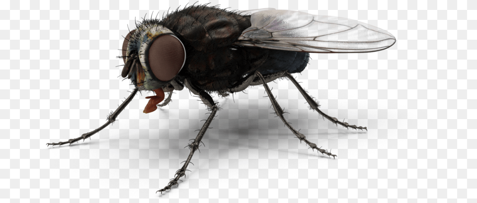 Fly H03 2k House Fly, Animal, Insect, Invertebrate Png Image