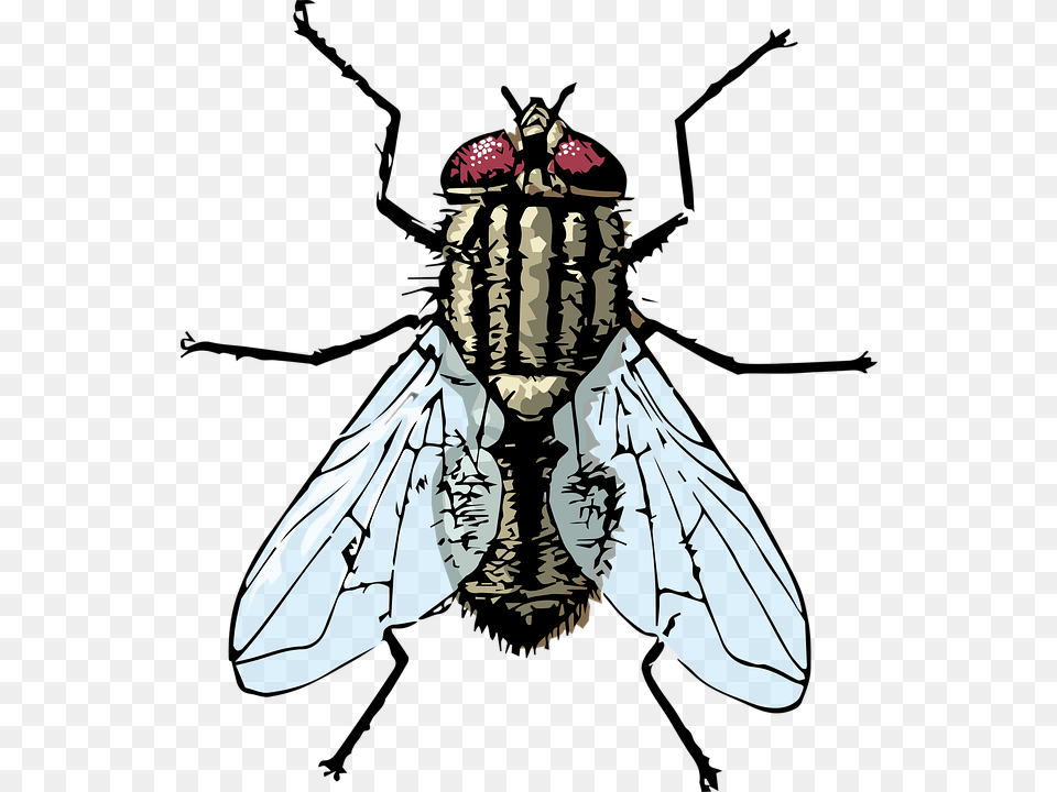 Fly Housefly Bug House Fly, Adult, Wedding, Person, Invertebrate Png Image