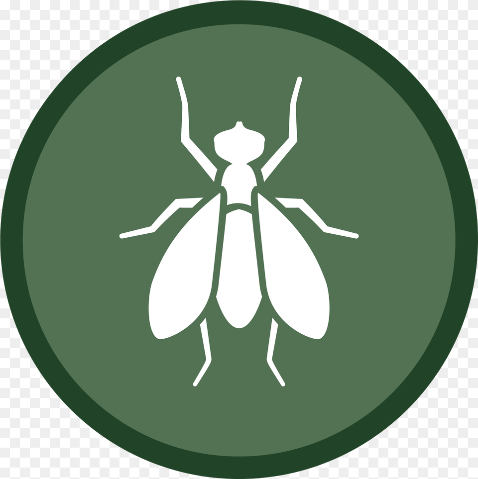 Fly Icon 02 Illustration, Animal Free Png