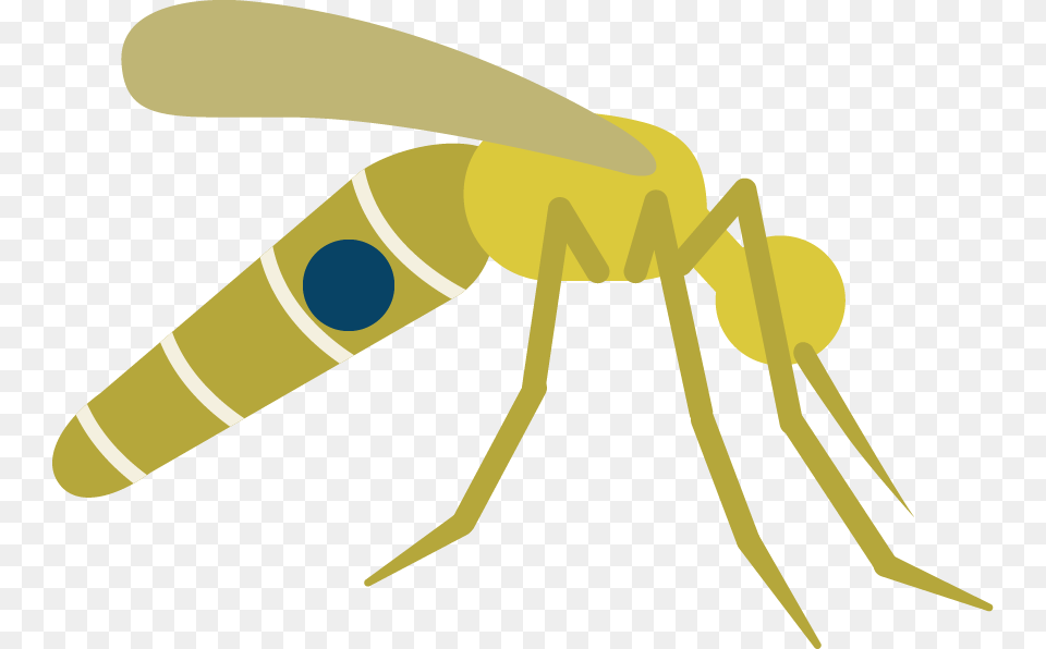 Fly Image Clip Art, Animal, Invertebrate, Insect, Wasp Free Png