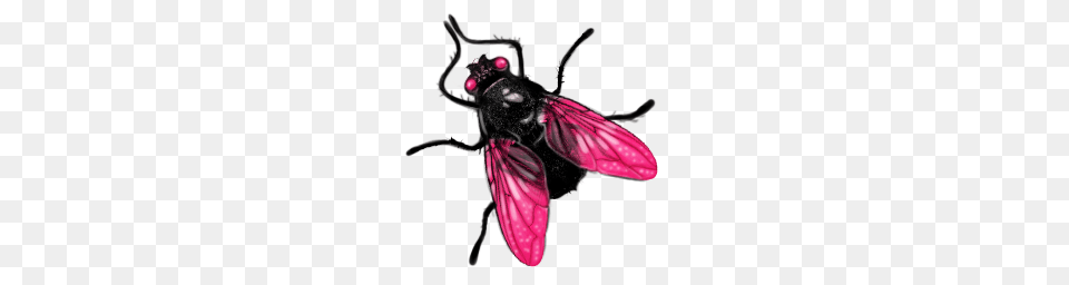 Fly Image Fly Pictures, Animal, Bee, Insect, Invertebrate Free Png Download