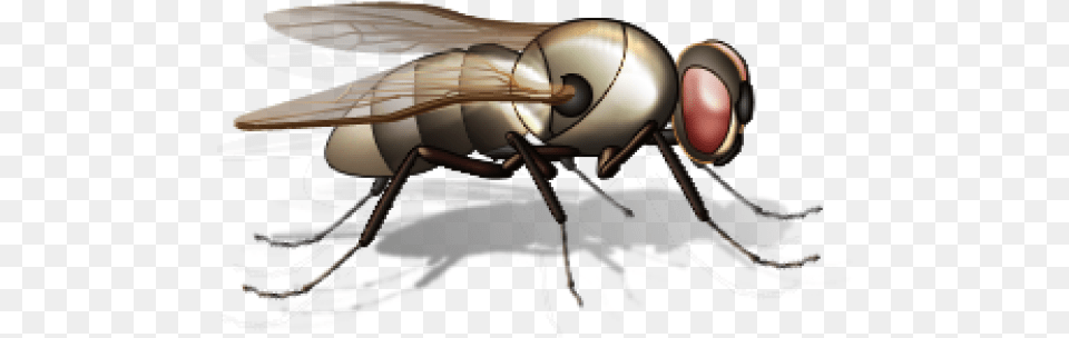 Fly Image Download Small Insects, Animal, Insect, Invertebrate, Aircraft Png