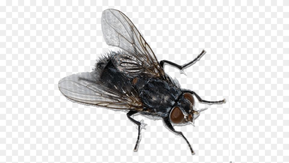 Fly Image Fly, Animal, Insect, Invertebrate Free Png Download