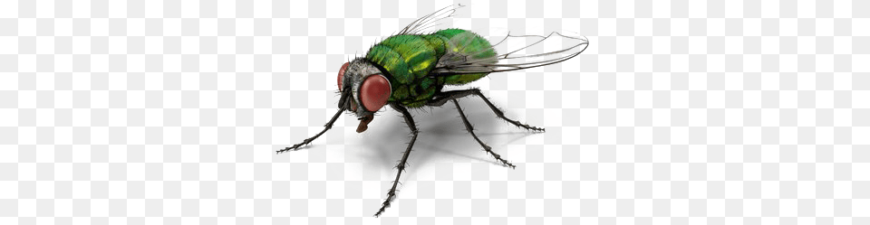 Fly Images Transparent Background Green Fly, Animal, Insect, Invertebrate, Reptile Png