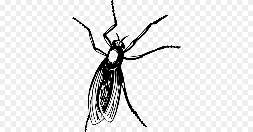 Fly In Black Color, Gray Png Image