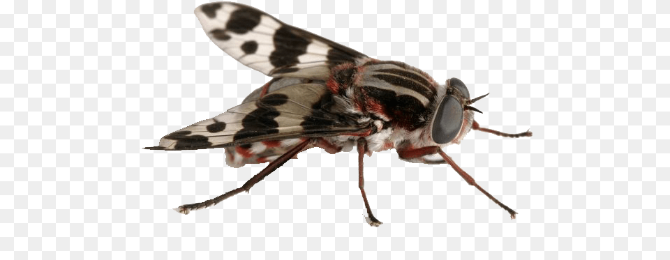 Fly Insect, Animal, Bee, Invertebrate, Wasp Free Png Download