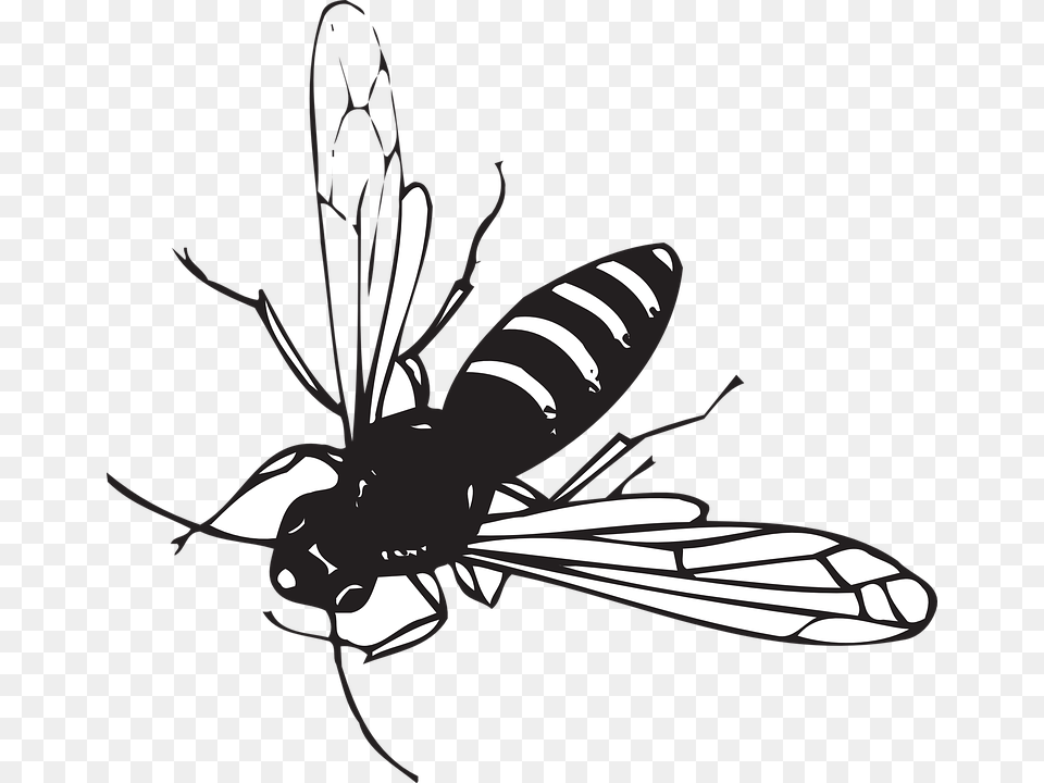Fly Insect Black And White, Animal, Bee, Invertebrate, Wasp Free Transparent Png