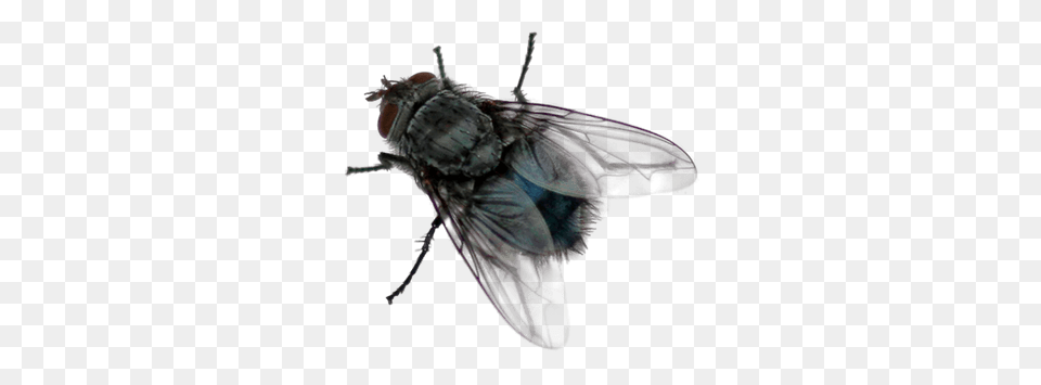 Fly Left, Animal, Insect, Invertebrate Png