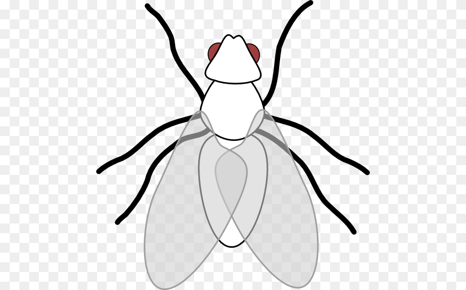 Fly Library Download Huge Freebie Fly Clip Art, Animal, Insect, Invertebrate, Kangaroo Free Png