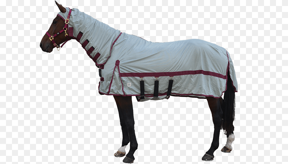 Fly Mask, Andalusian Horse, Animal, Horse, Mammal Free Png Download