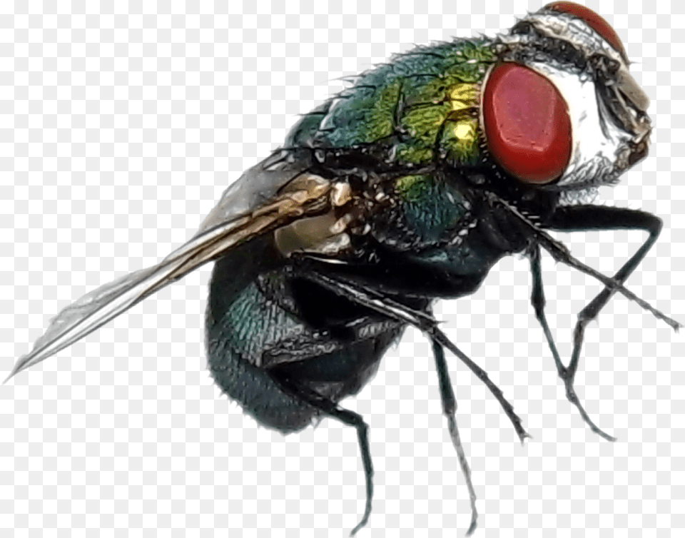 Fly Mosca Green House Fly, Animal, Insect, Invertebrate, Lizard Free Transparent Png