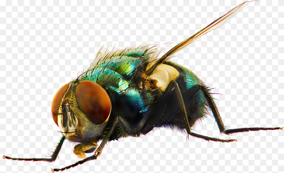 Fly Photo Fly, Animal, Insect, Invertebrate Png