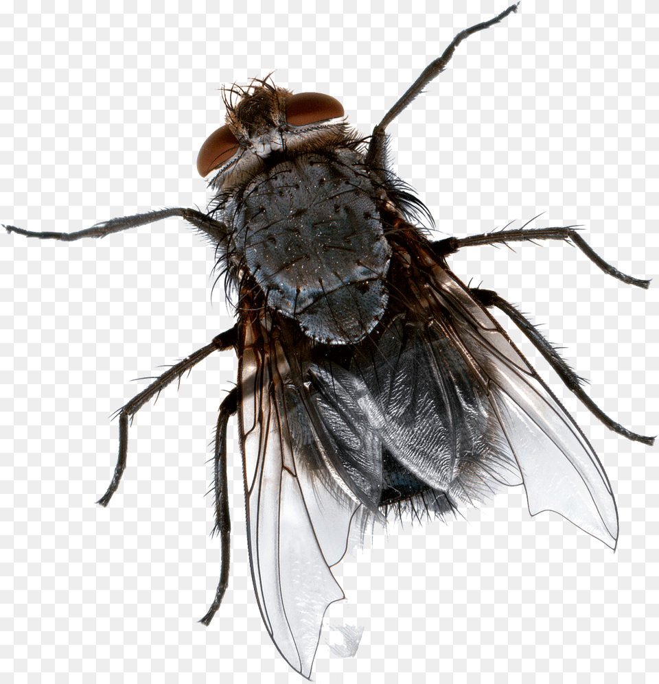 Fly Picture Fly Transparent, Animal, Insect, Invertebrate Free Png Download