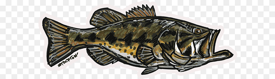 Fly Slaps Matthew Stockton Largemouth Bass Sticker Sea Bass, Animal, Sea Life, Fish, Perch Png