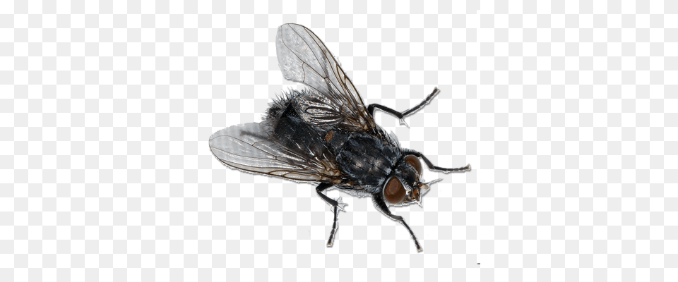 Fly Top View, Animal, Insect, Invertebrate Png Image