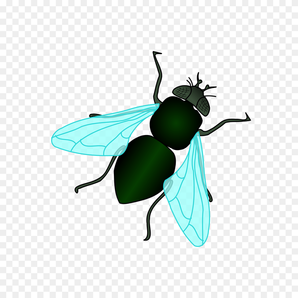 Fly Housefly Clipart, Animal, Insect, Invertebrate, Bee Free Transparent Png