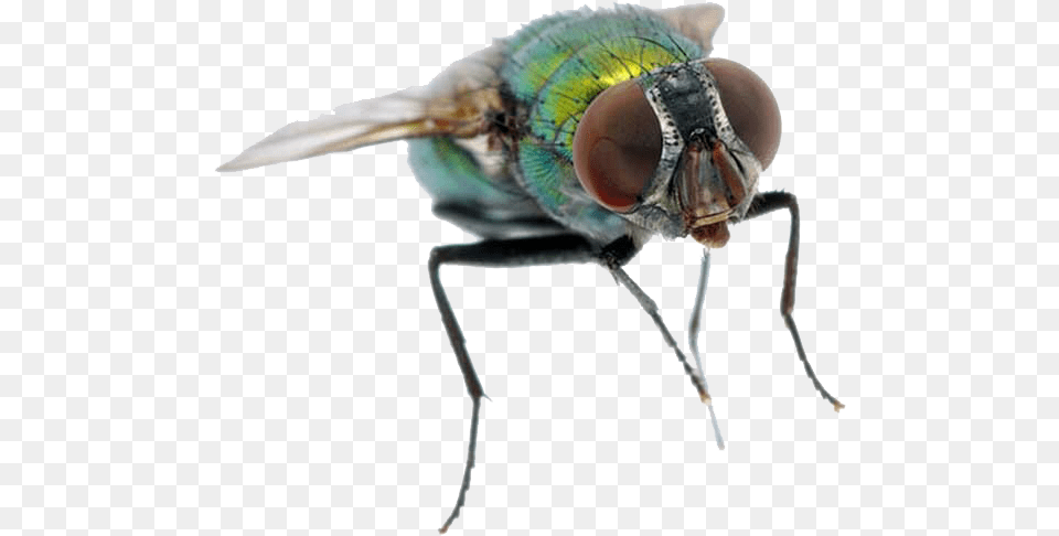 Fly Water Fly, Animal, Insect, Invertebrate Free Transparent Png