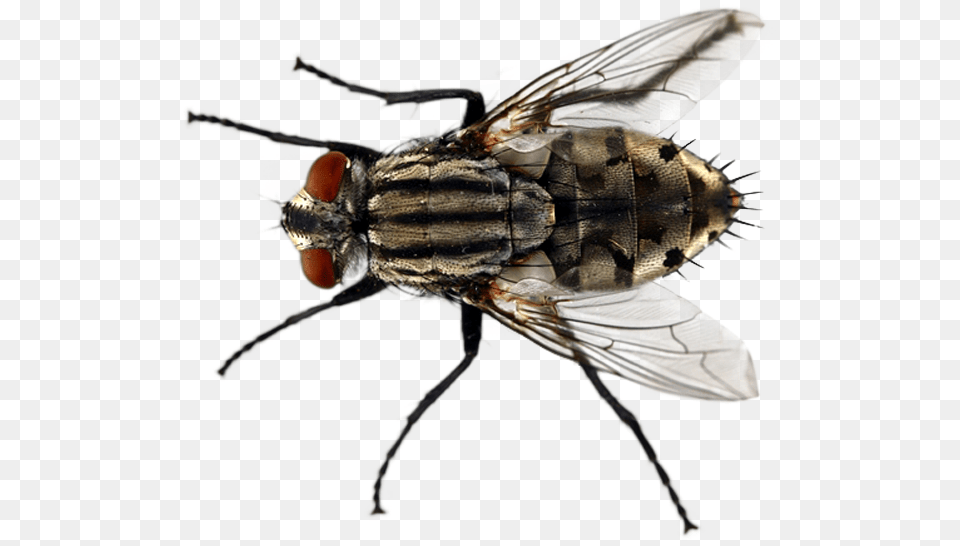 Fly Types In Florida, Animal, Insect, Invertebrate Png