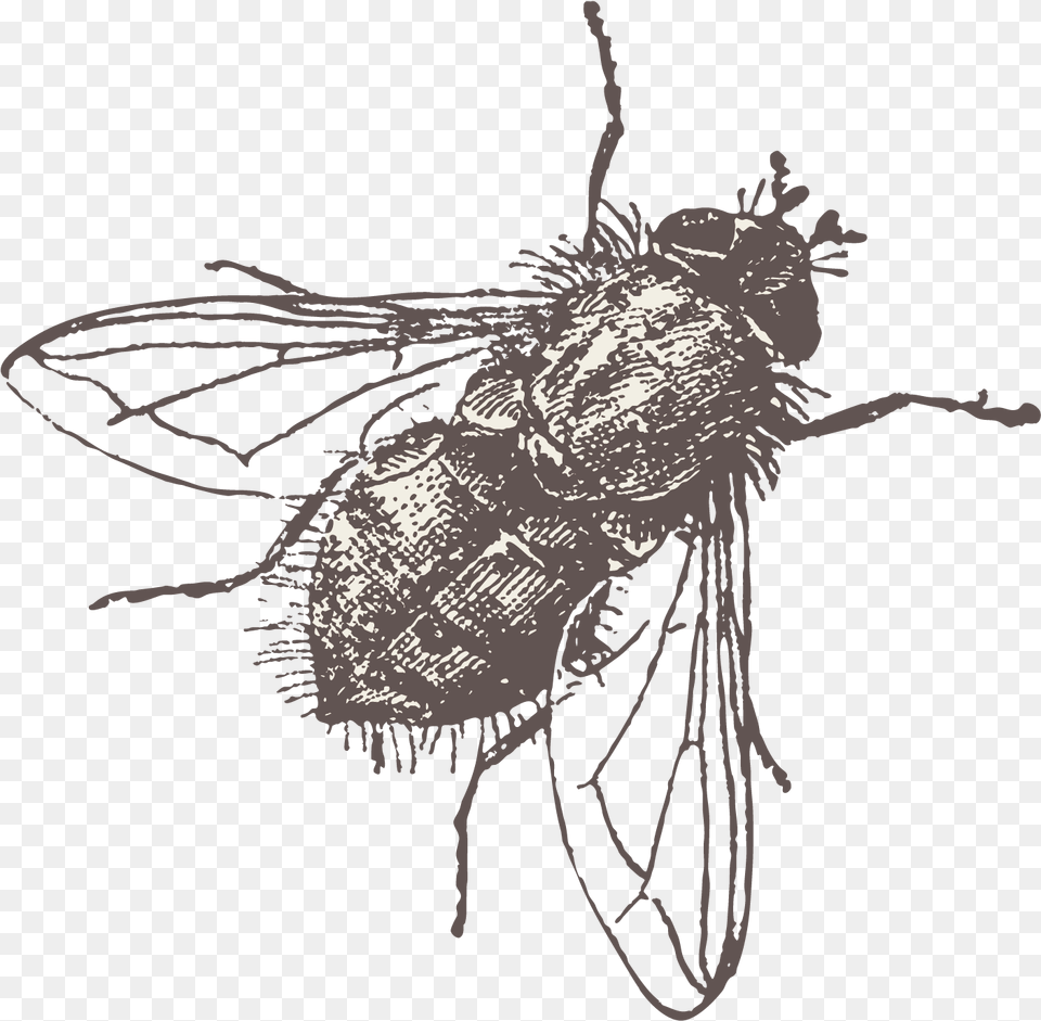 Fly Vector Download Fly Vector, Animal, Insect, Invertebrate, Bee Png