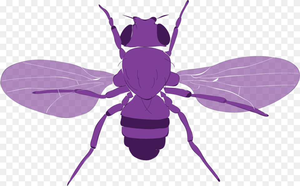 Fly Vector Honeybee, Animal, Bee, Insect, Invertebrate Free Transparent Png