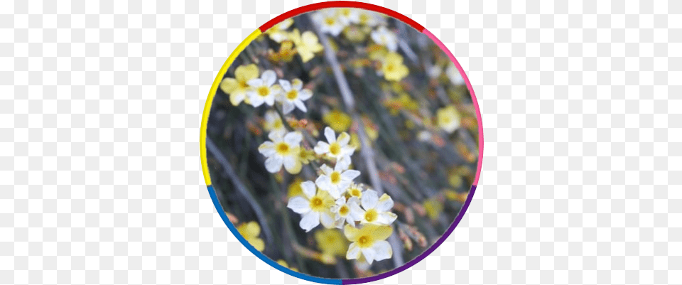 Flyatoz Twitter Primrose, Flower, Petal, Photography, Plant Png Image