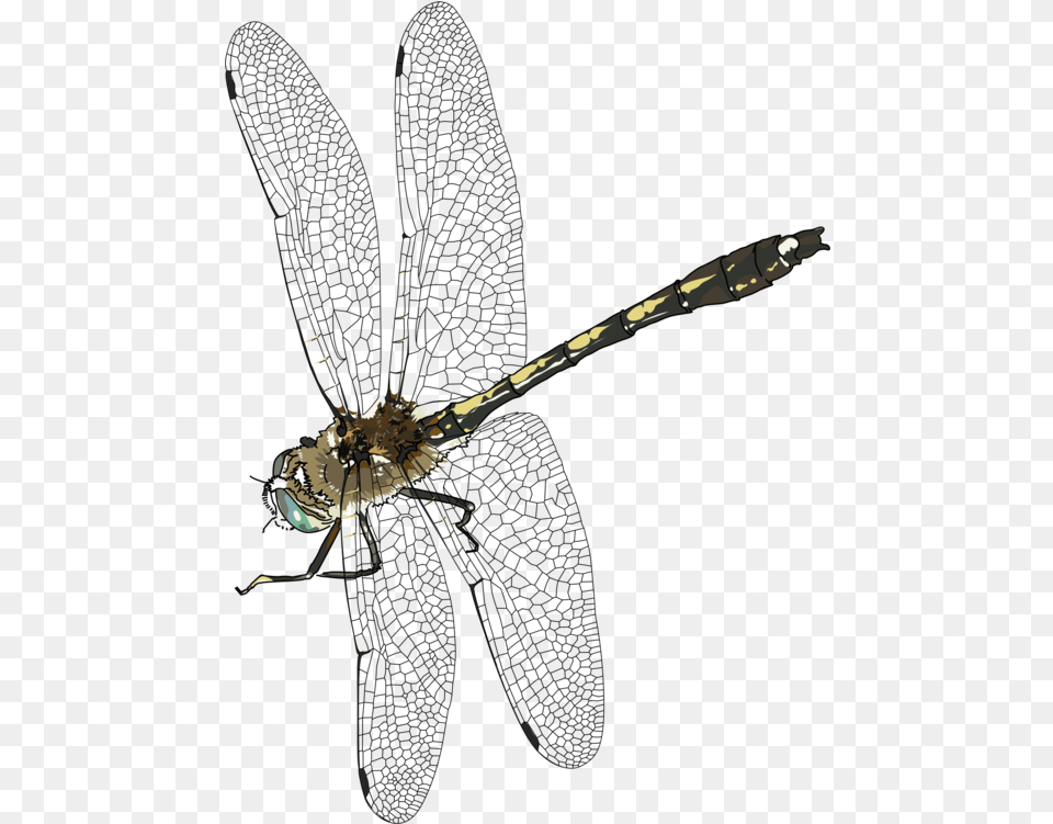 Flydragonflynet Winged Insects Clipart Royalty Dragon Fly, Animal, Invertebrate, Spider, Dragonfly Png Image
