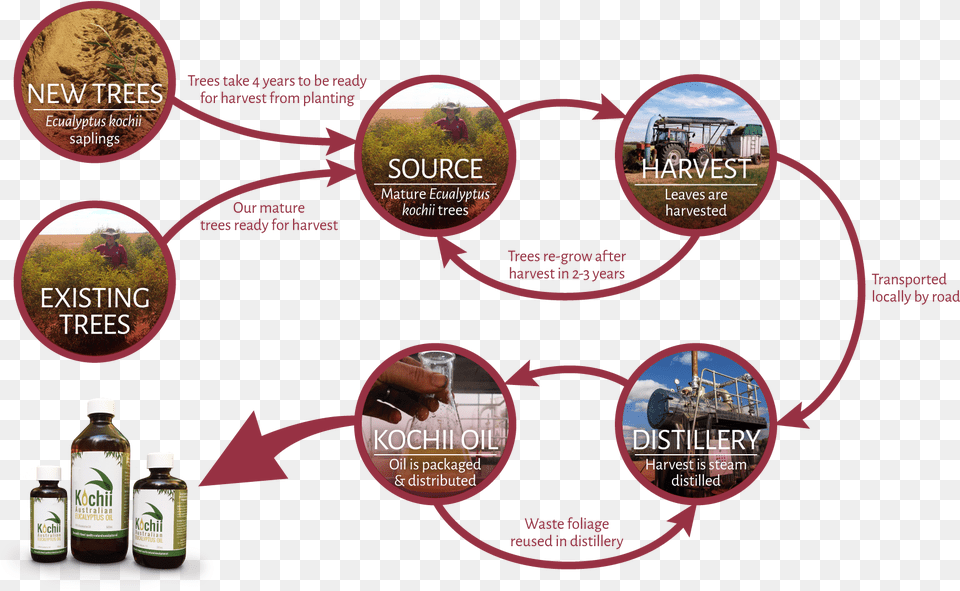 Flyer, Person, Advertisement Png Image