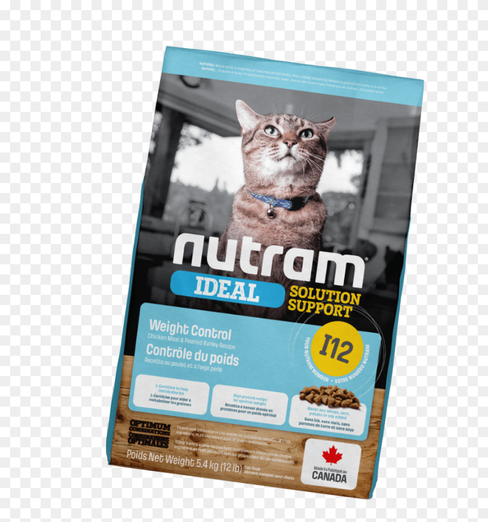 Flyer, Advertisement, Poster, Animal, Cat Png