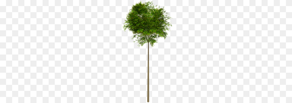 Flying Plant, Maple, Tree, Oak Png Image
