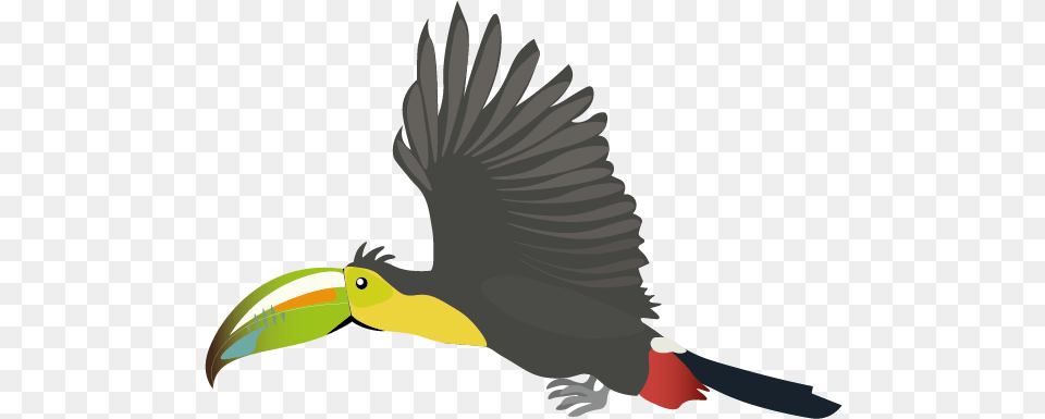 Flying Animation Toucan, Animal, Beak, Bird, Baby Png