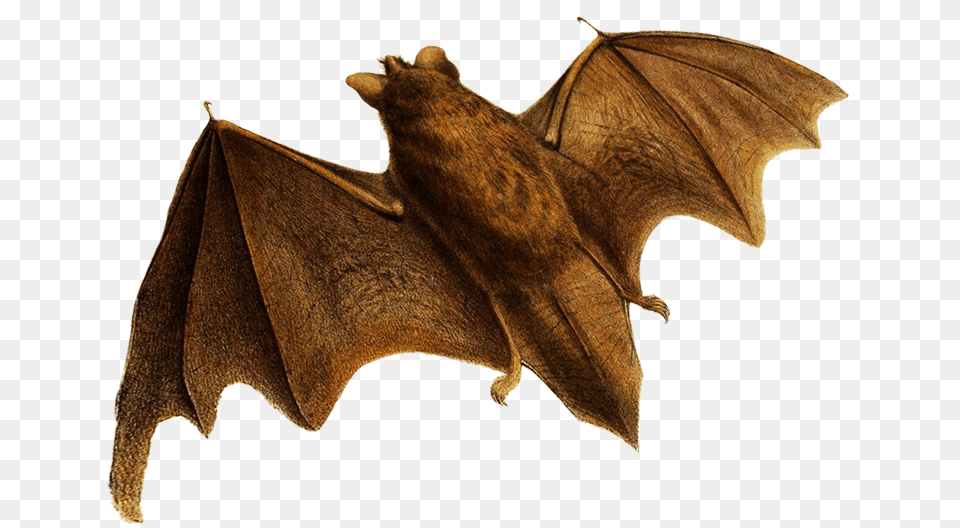 Flying Bat Clipart Little Brown Myotis, Animal, Mammal, Wildlife, Dinosaur Png