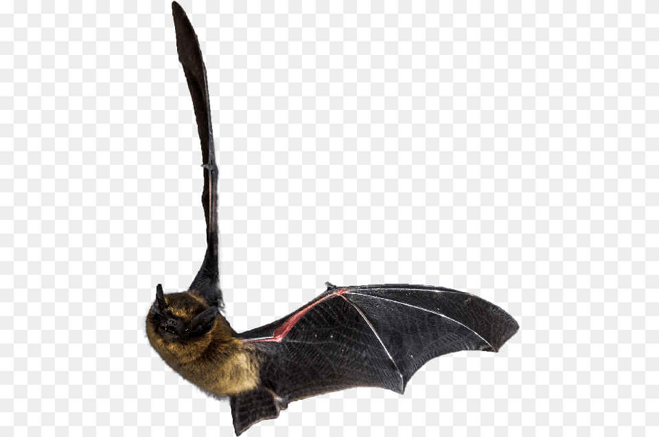 Flying Bat Dy Toys Flying Bat With Flapping Wings By Dy, Animal, Mammal, Wildlife, Bird Png Image