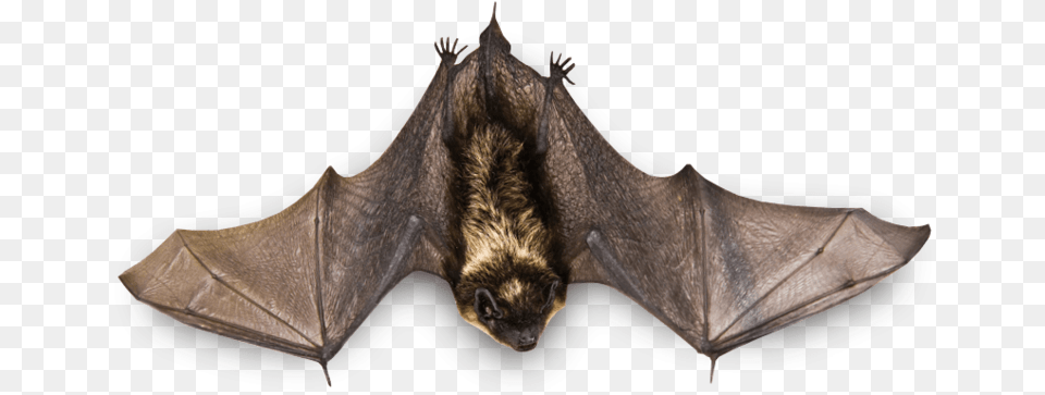 Flying Bat Hanging Bat Wings Open, Animal, Mammal, Wildlife, Bear Png