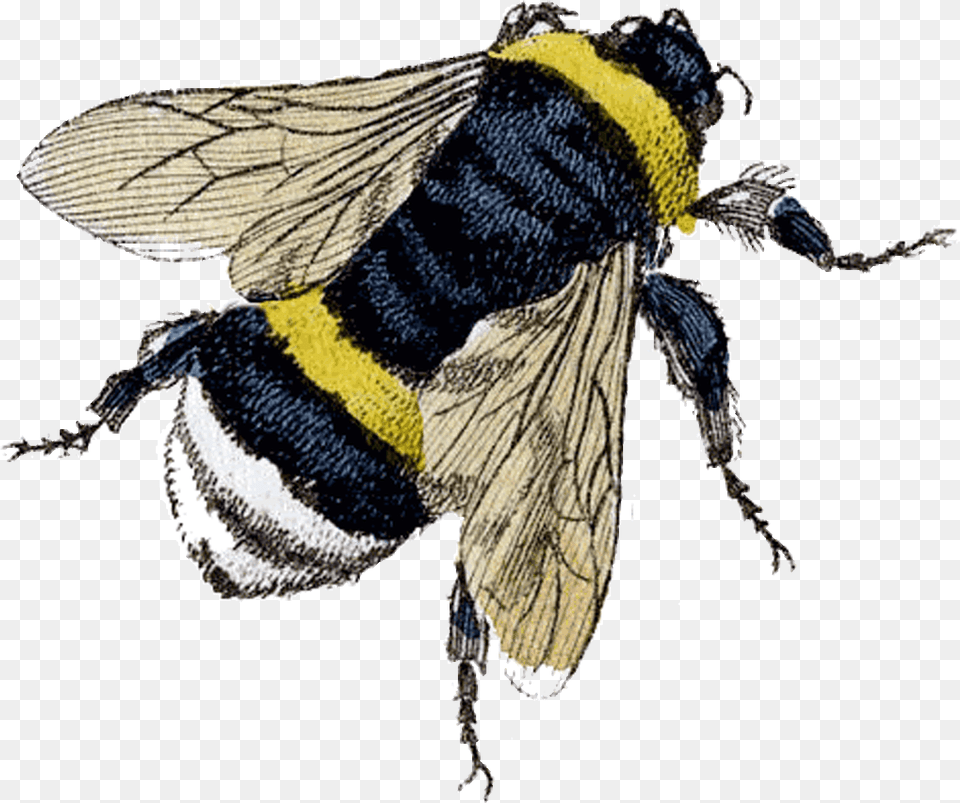 Flying Bee Clipart Bees Knees 1920 Slang, Animal, Apidae, Bumblebee, Insect Png
