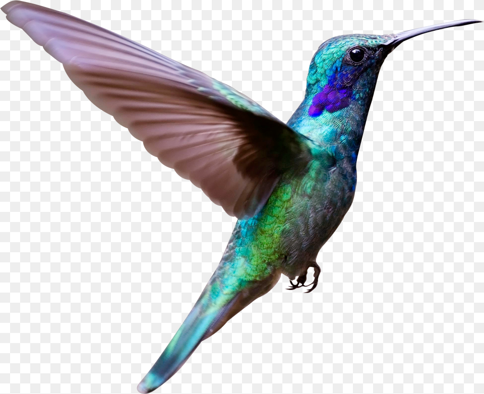 Flying Bird, Animal, Hummingbird Free Png