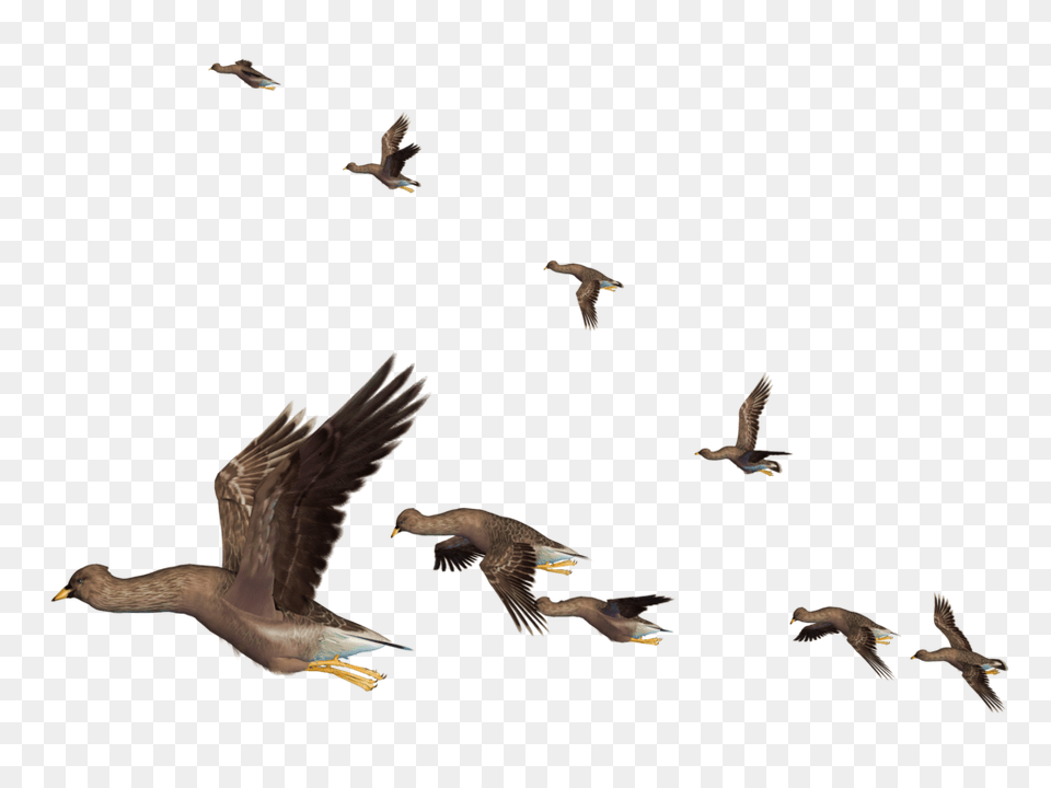 Flying Bird, Animal, Duck, Mallard, Waterfowl Free Png Download