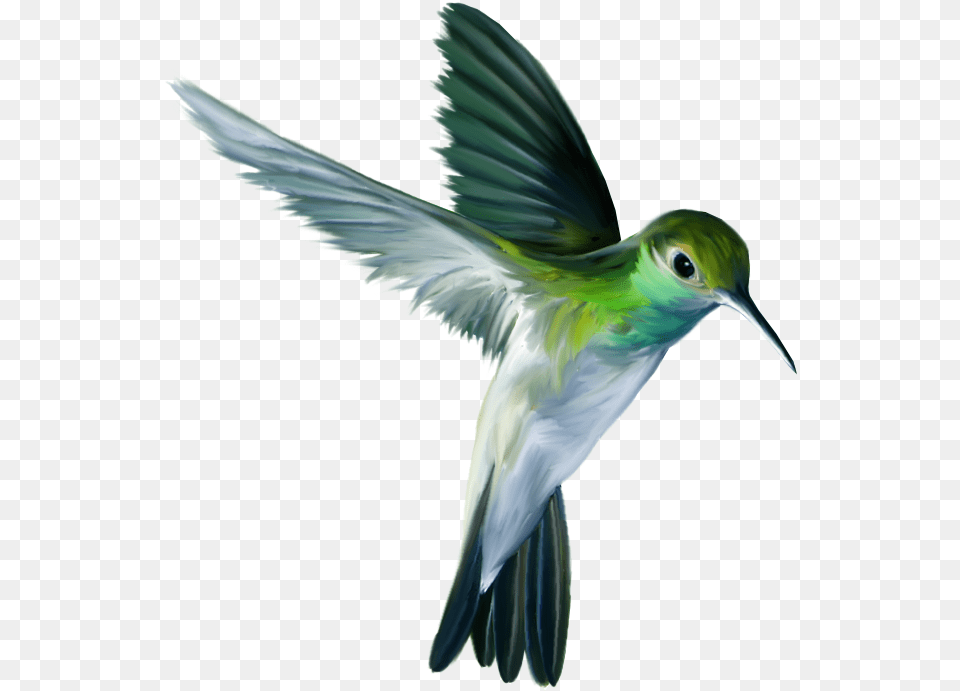 Flying Bird, Animal, Hummingbird, Bee Eater Png