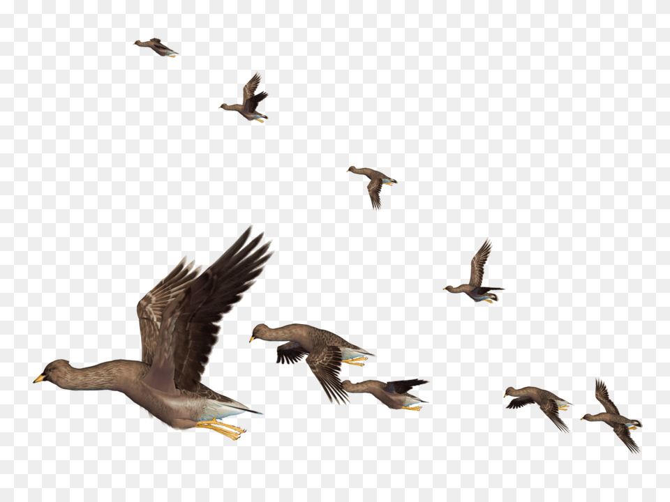 Flying Bird, Animal, Duck, Mallard, Waterfowl Png Image