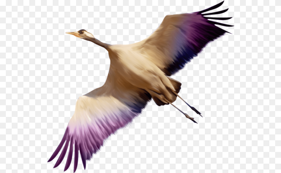 Flying Bird 8 4229 Images Starpng, Animal, Crane Bird, Waterfowl Free Png Download