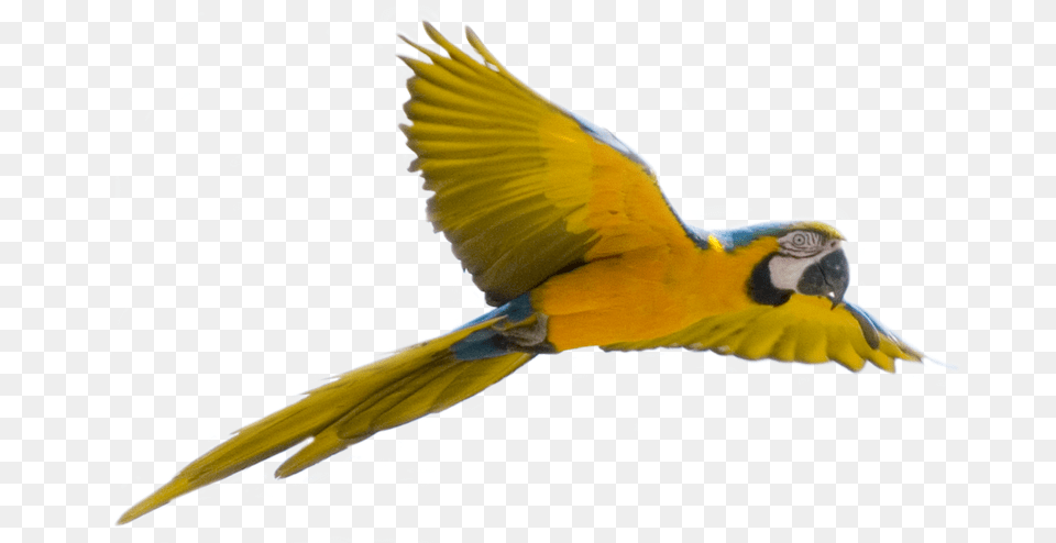 Flying Bird Background, Animal, Parrot, Macaw Png Image