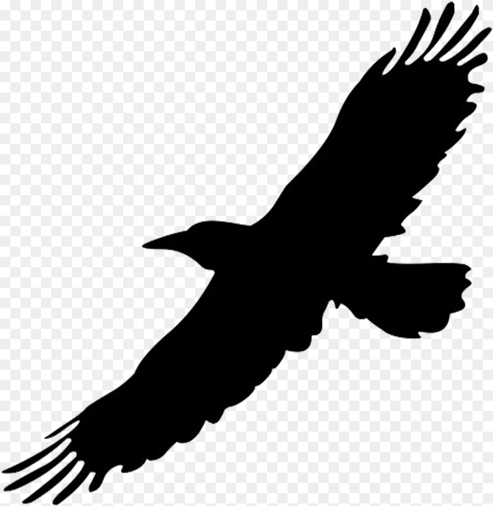 Flying Bird Black Bird Flying, Animal Free Transparent Png