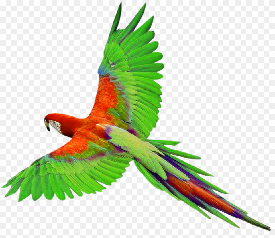 Flying Bird Clipart, Animal, Macaw, Parrot Free Transparent Png