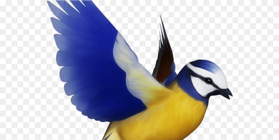 Flying Bird Clipart Colorful Bird Flying Bird, Animal, Jay, Finch, Bluebird Free Transparent Png