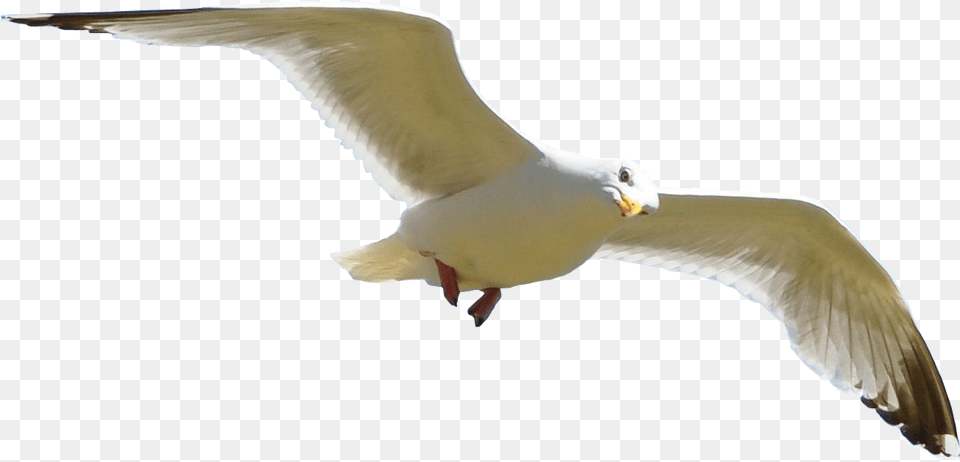 Flying Bird Download Clip Seagull Flying Background, Animal, Waterfowl, Beak Free Transparent Png