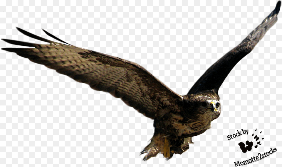 Flying Bird Download Flying Birds Hd, Animal, Buzzard, Hawk, Vulture Free Transparent Png