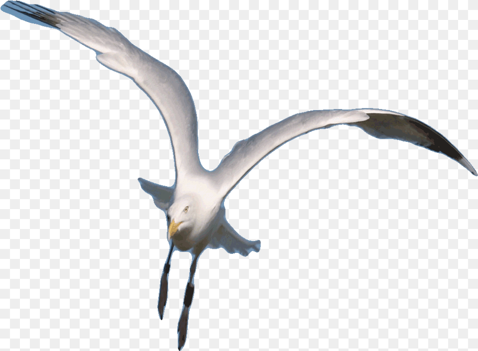 Flying Bird Gif Design, Animal, Seagull, Waterfowl, Beak Free Transparent Png