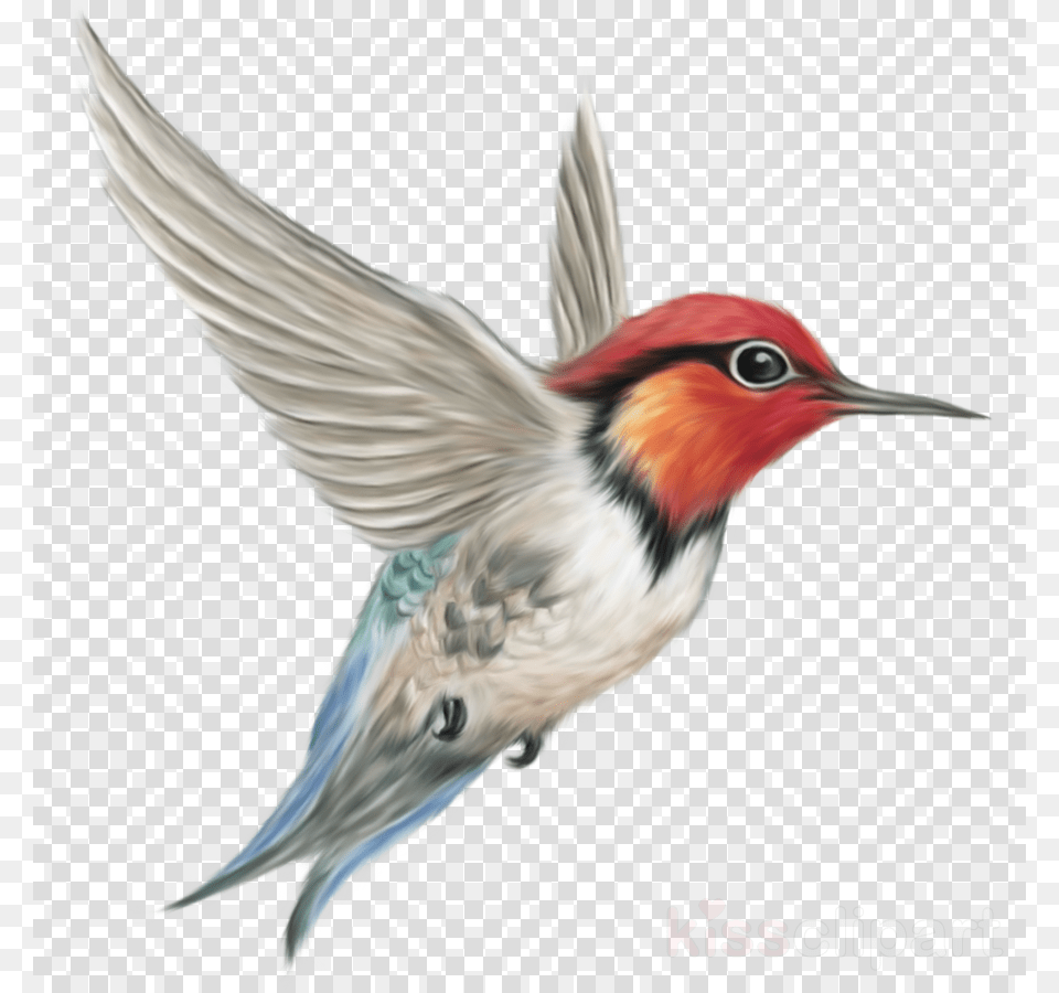 Flying Bird Hd, Animal Free Png