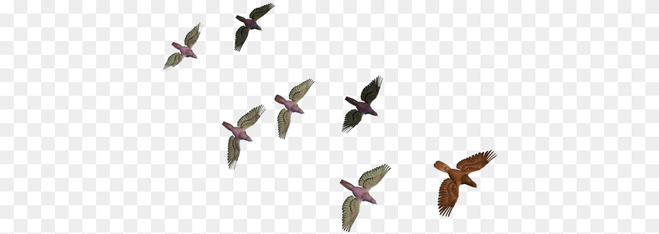 Flying Bird Image Bird, Animal, Accipiter Free Transparent Png