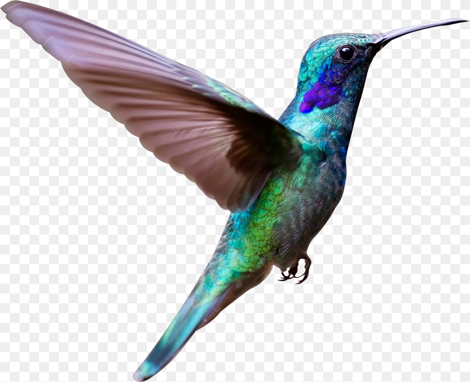 Flying Bird Image Real Bird Flying, Animal, Hummingbird Free Png